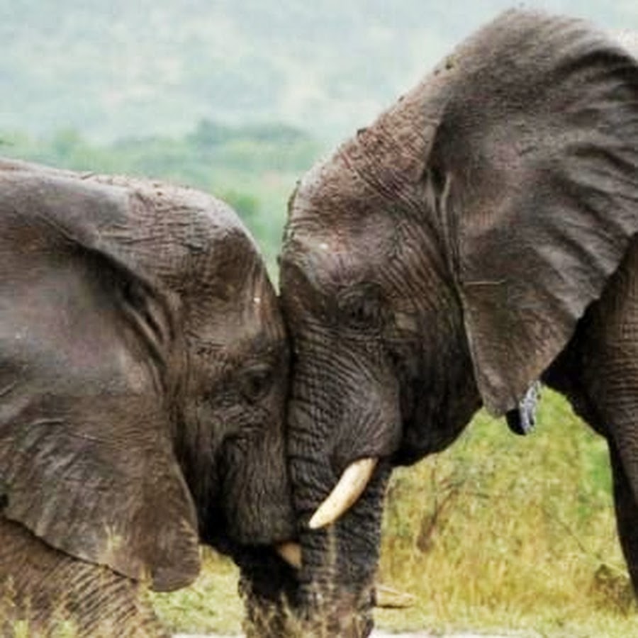 Друзья слоник. Влюбленные слоны. Влюбленные слоники. Слоны обнимаются. Два слоненка.
