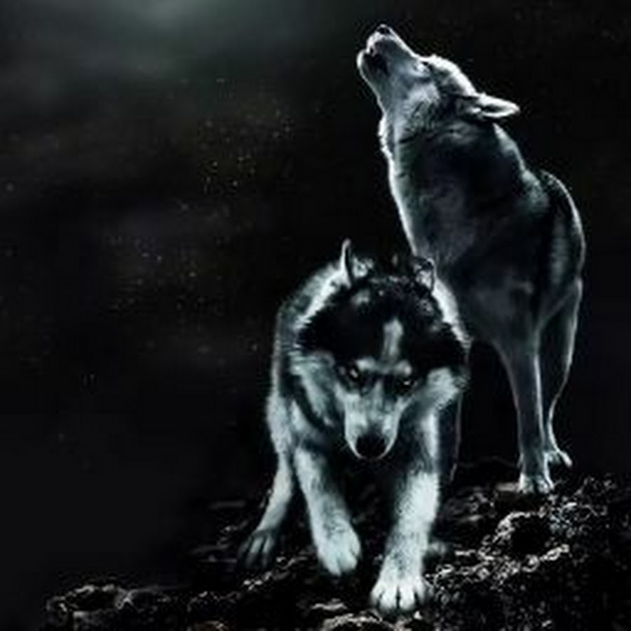 Волками воем на луну песня. Волк воет на луну. Одинокий волк воет. Волк с крестом. Волки выли ночью выли.