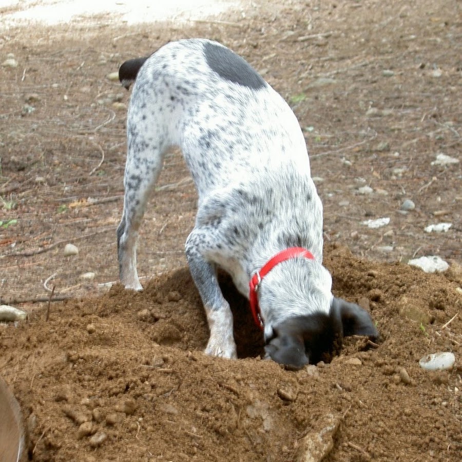 Почему собаки закапывают. Собака копает. Собака роет. Собака роет землю. Пес копает.