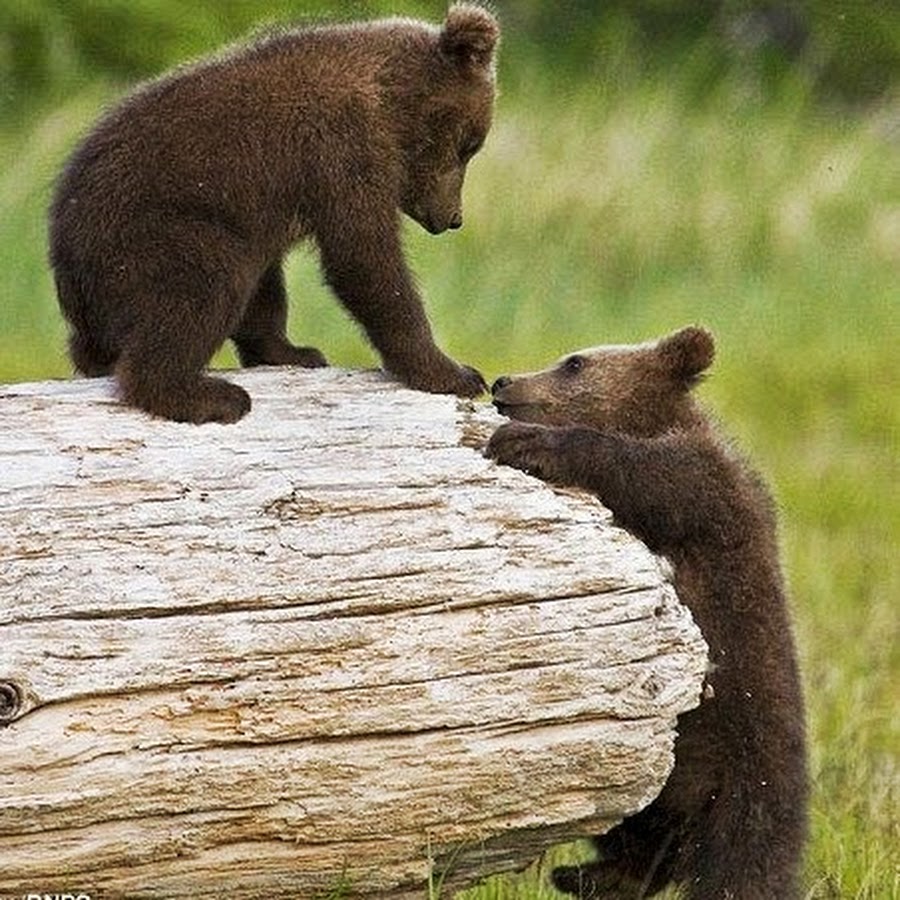 Почему 2 медведя. Медведь на дереве. Медвежонок на бревне. Медвежонок на дереве. Медведь на бревне.