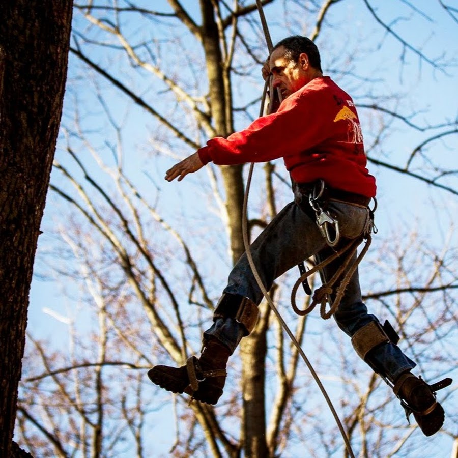 Walking a Tree Limb Safely for Branch Cutting #11 