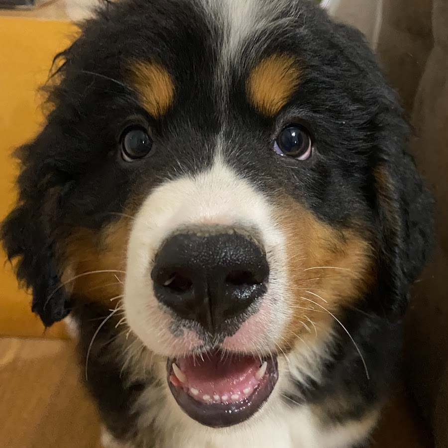 bernese mountain dog teddy