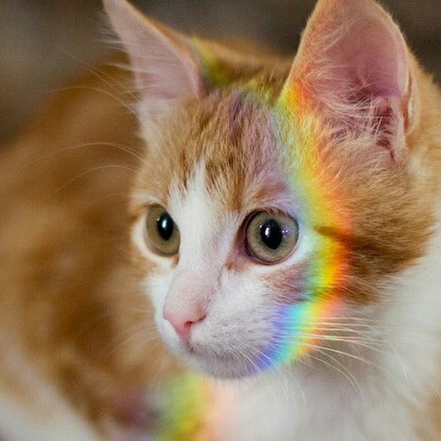 Радужка кошки. Радужные кошки. Кот с радугой. Радужный котенок. Кошка на радуге.