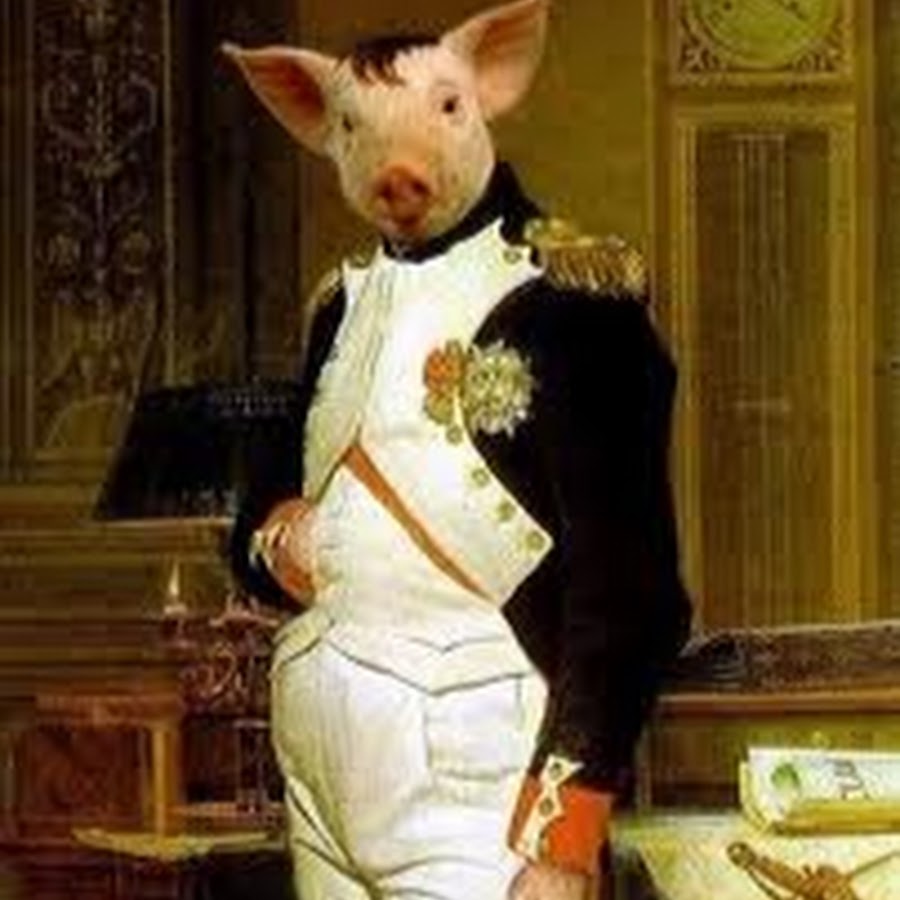 Франция свинья. Наполеон Бонапарт. Наполеон Бонапарт фото. Скотный двор Наполеон. Свинья Наполеон Скотный двор.