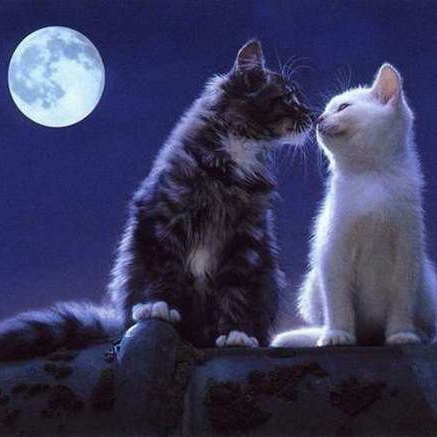 23 апреля день свиданий под луной. Кот и кошка романтика. Котик с влюбленными глазами. Котики любовь. Котики целуются.