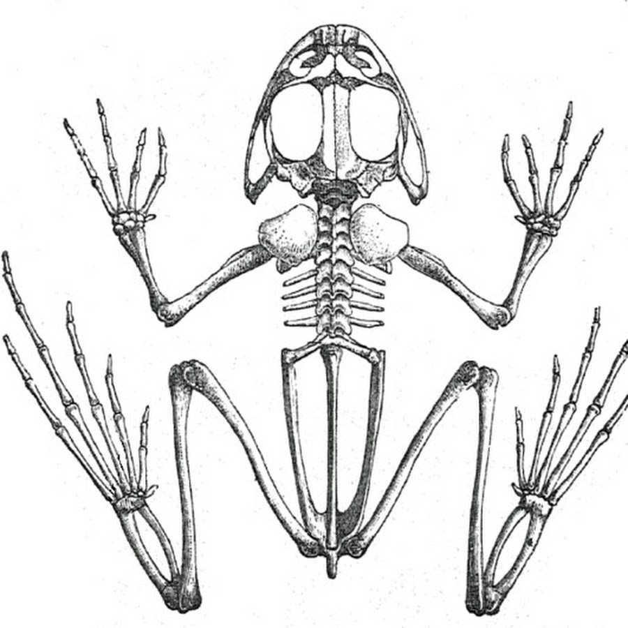 Виды скелетов животных. Рис скелет лягушки. Уростиль в скелете лягушки. Скелет бесхвостых. Скелет лягушки 8 класс биология.