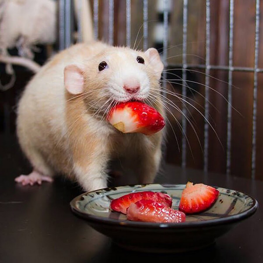 Что можно домашним мышам. Крысы домашние. Мышь с едой. Крыска с едой. Мышка завтракает.