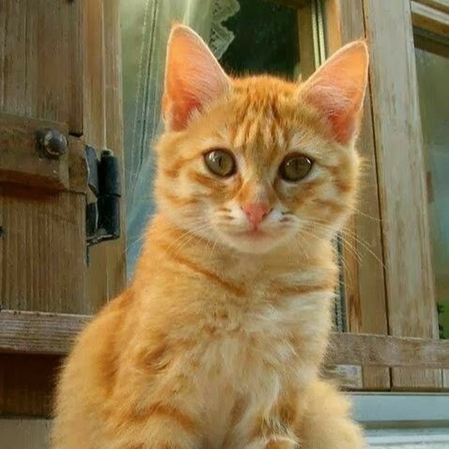 Типы рыжих кошек. Тигровый макрелевый табби рыжий. Азиатская табби кошка рыжая. Рыжий табби кот. Табби кошка рыжая.