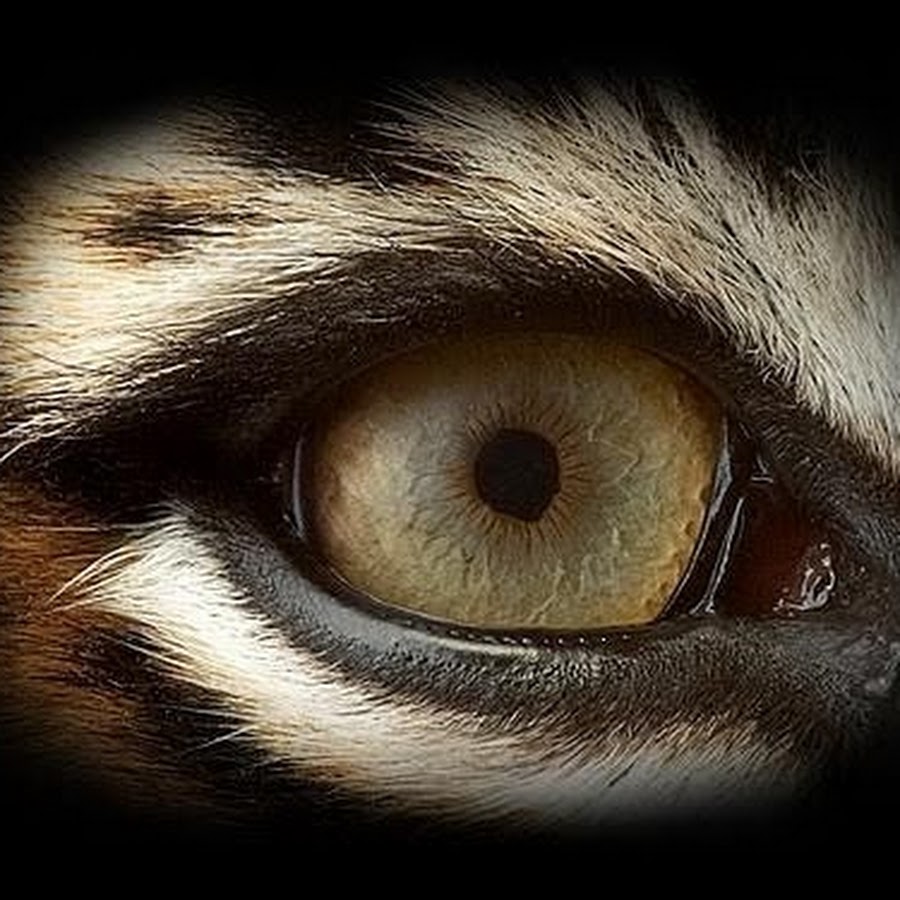 Глаз тигра видео. Красные глаза тигра. Страшные глаза тигра. Глаза тигра у человека. Тигровые глаза (2012).