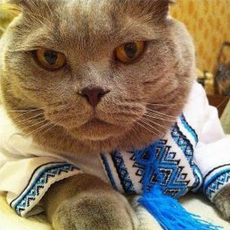 Кот украинец. Украинский кот. Кошка в вышиванке. Кот хохол.