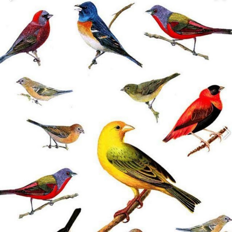 Types of Birds. Kinds of Birds. Виды птицы в продаже. Different Birds.