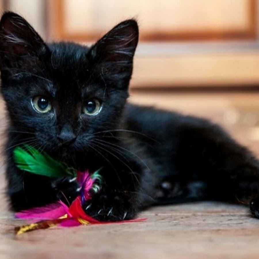 Чёрный кот. Котенок. Маленький черный котенок. Кошечка черная. Какие черные котята есть