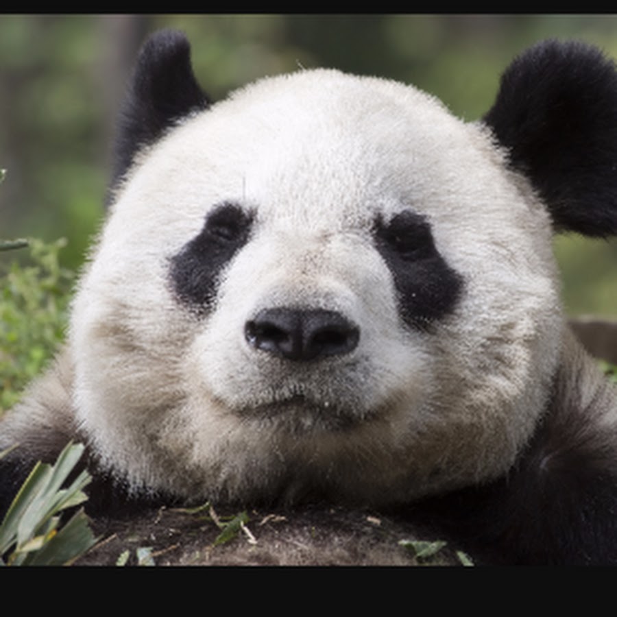 Great panda. About Panda.