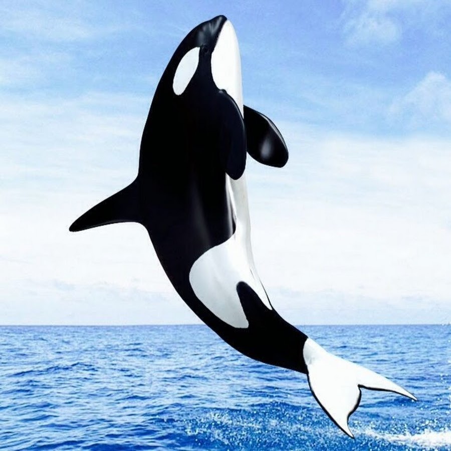 Касатка во сне. Кит акула Касатка Дельфин. Orca Касатка. Orca Killer Whale Orcinus Orca косатка.