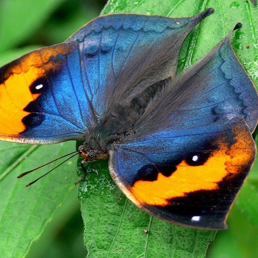 Бабочка на букву п. Бабочка Урания Мадагаскарская. Олимпиус Инферно бабочка. Африканские тропические бабочки. Бвинди эндемичные бабочки.