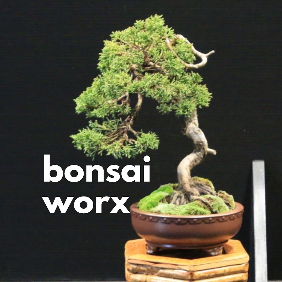 bonsai worx YouTube