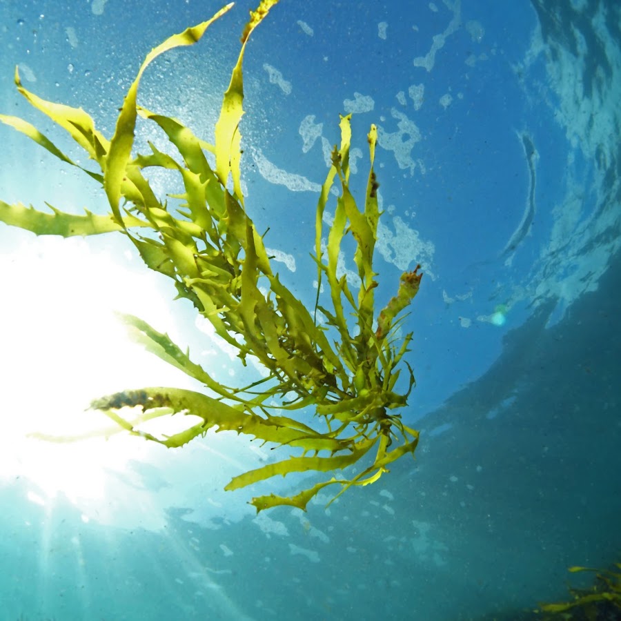 Сложные водоросли. Seaweed 750. Пластинки водоросли морские. Водоросль счастья. Водоросли танцуют.
