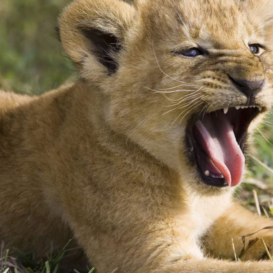 Африканский Лев маленький. Львенок зевает. Львенок рычит. Фото животных.
