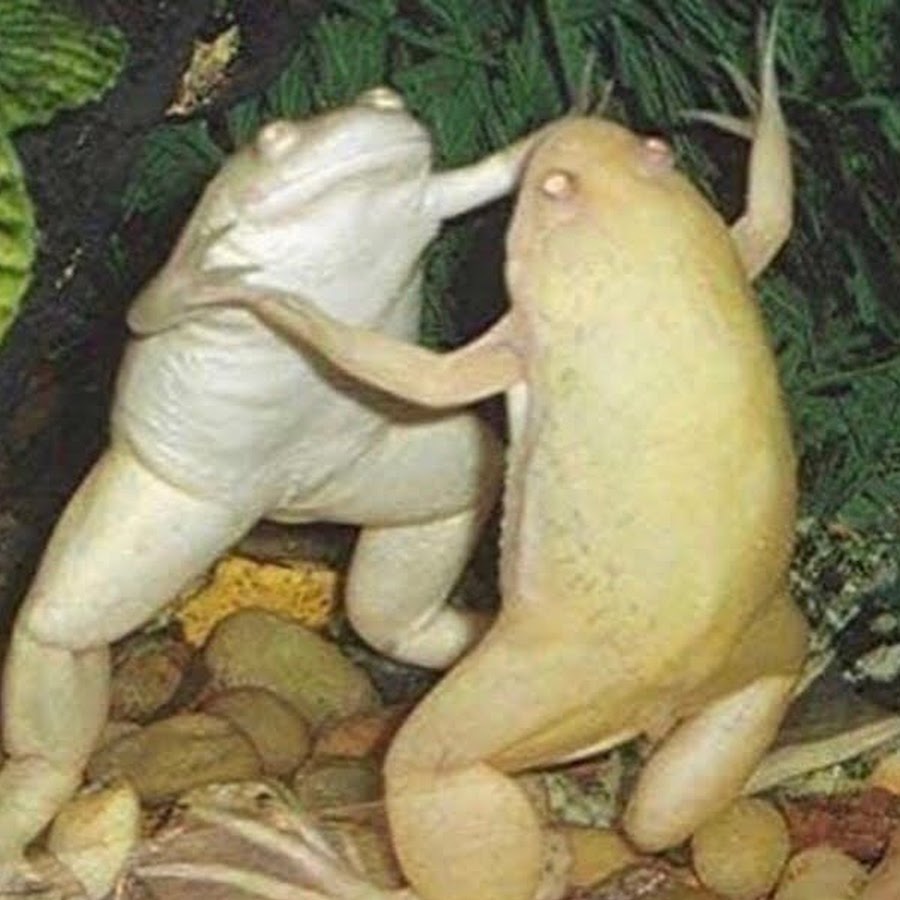 Лягушки друг на друге почему. Шпорцевые лягушки альбиносы. Шпорцевая лягушка. Лягушка альбинос для аквариума. Танцующие лягушки.
