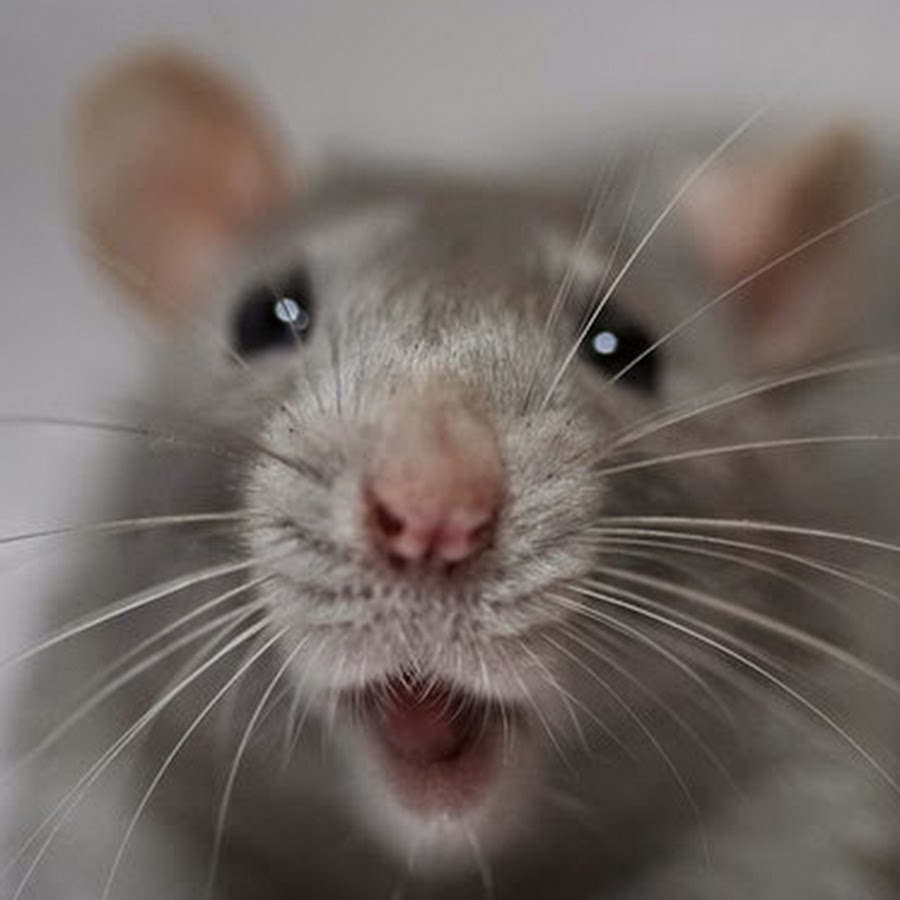 Крыса дышит ртом