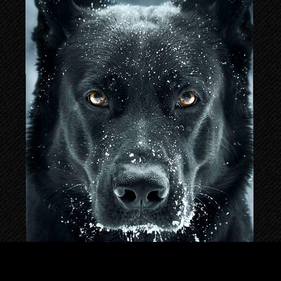 Черная собака год. Чёрная немецкая овчарка с голубыми глазами. Восточноевропейская овчарка оскал. Злая черная собака. Чёрный пёс.