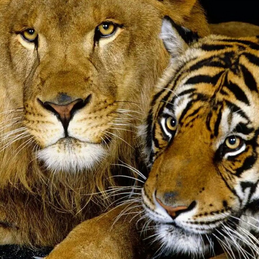Левый тигр. Лев и тигр. Тигр и львица. Лев и тигрица. Картинки на телефон на заставку.