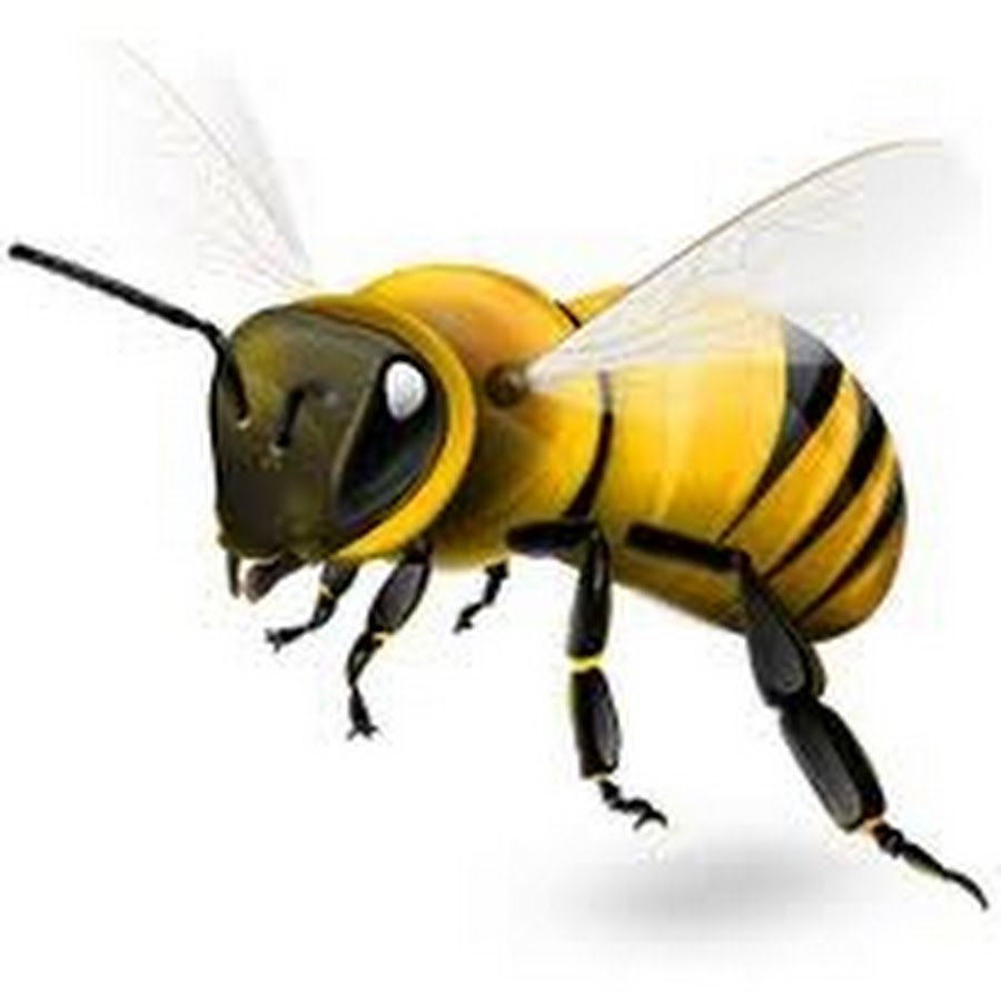 Коровка пчела. Пчела. Пчела на белом фоне. Пчела на прозрачном фоне. Пчела без фона.