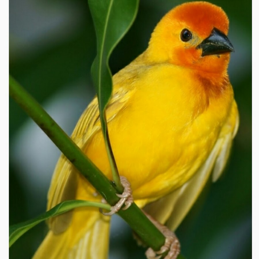 Many kinds of birds live in the. Птичка. Розовый и желтый. Желтый ворон. Разноцветный голубь на желтом фоне держит веточку.