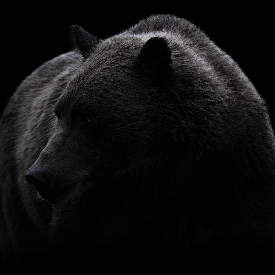 Медведь на черном фоне. Медведь на темном фоне. Черный медведь. Глаза медведя в темноте.