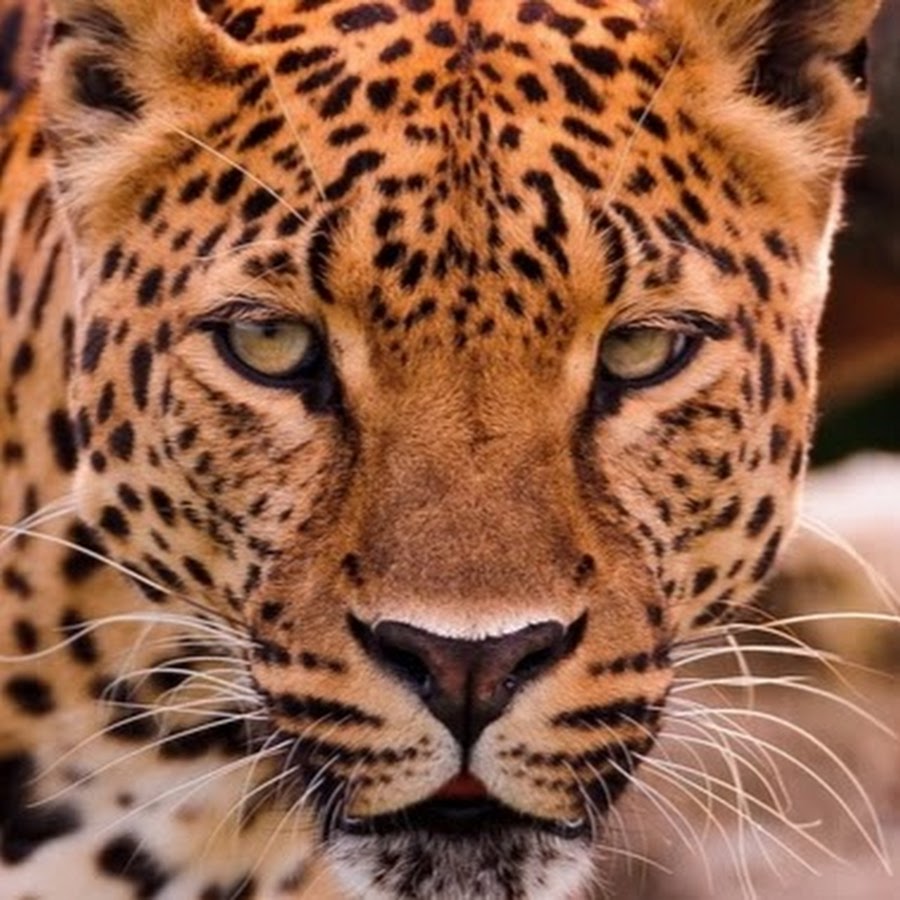 Картинки лиц животных. Хищные животные. Хищные звери. Леопард лицо. Глаза леопарда.