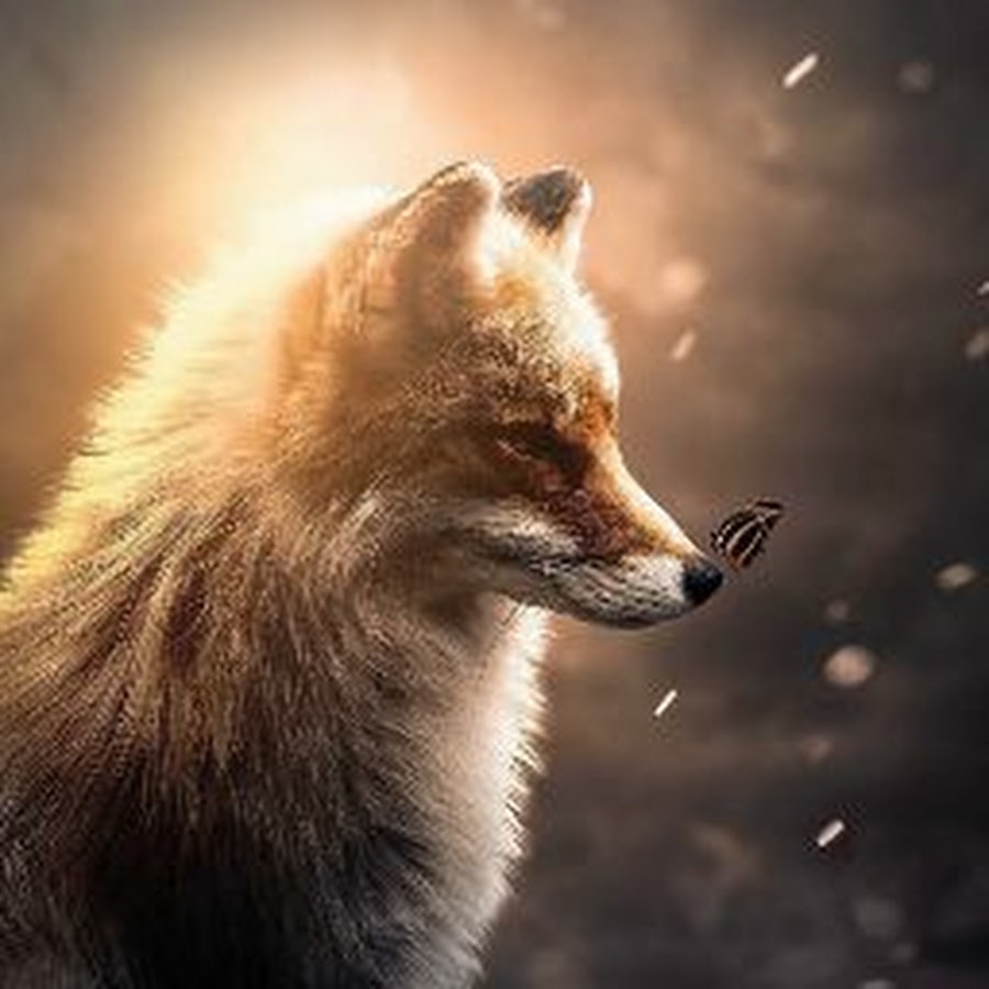 Sunny fox. Красивая лиса арт. Viral Fox.