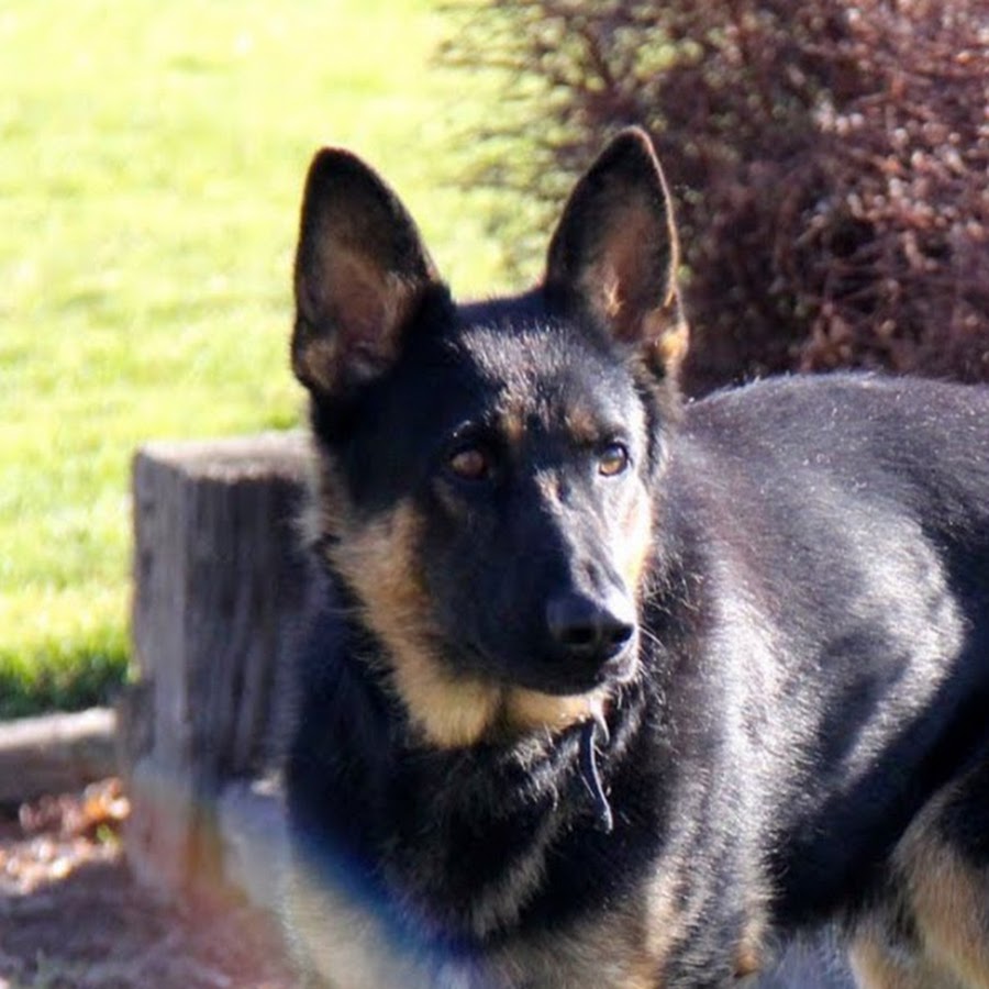 Blue sage german sales shepherds