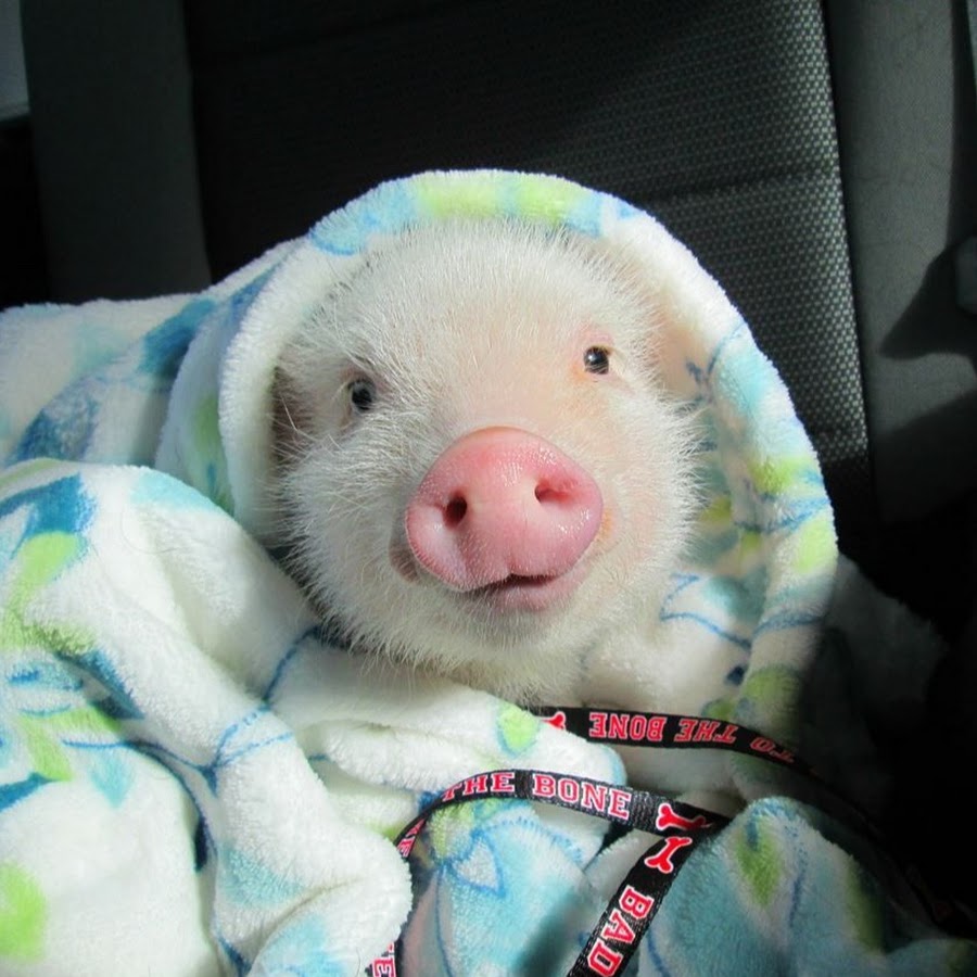 Свинья утро. Спящие поросята. Свинья в одеяле. Спящий поросенок.