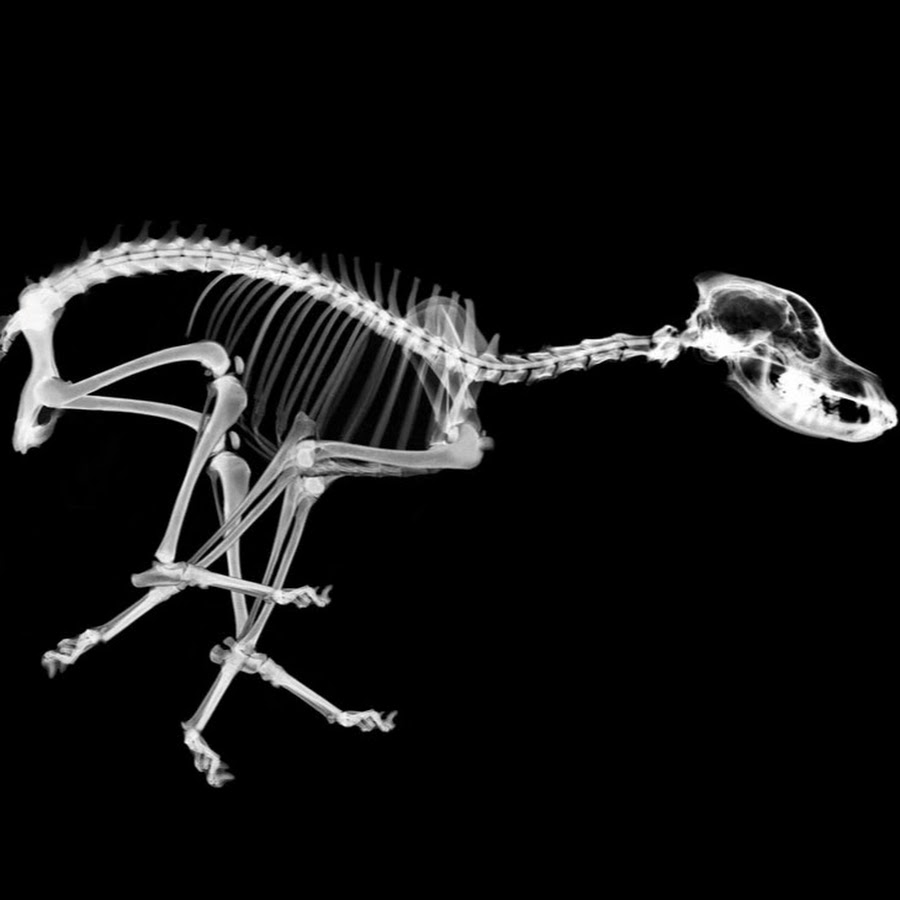 Кость индейки собака. Скелет кошки. Скелет животного рисунок. Скелет кошки фото.