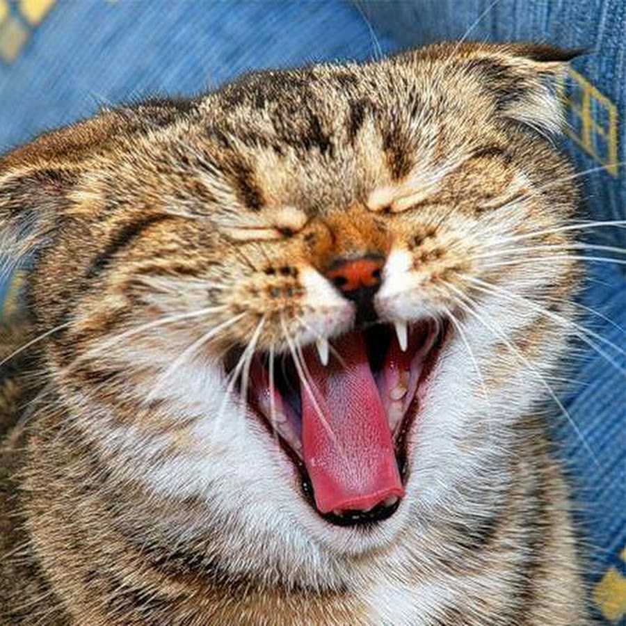 Шуточный смех. Котик смеется. Кот ржет. Кот хихикает. Кот с зубами ржет.