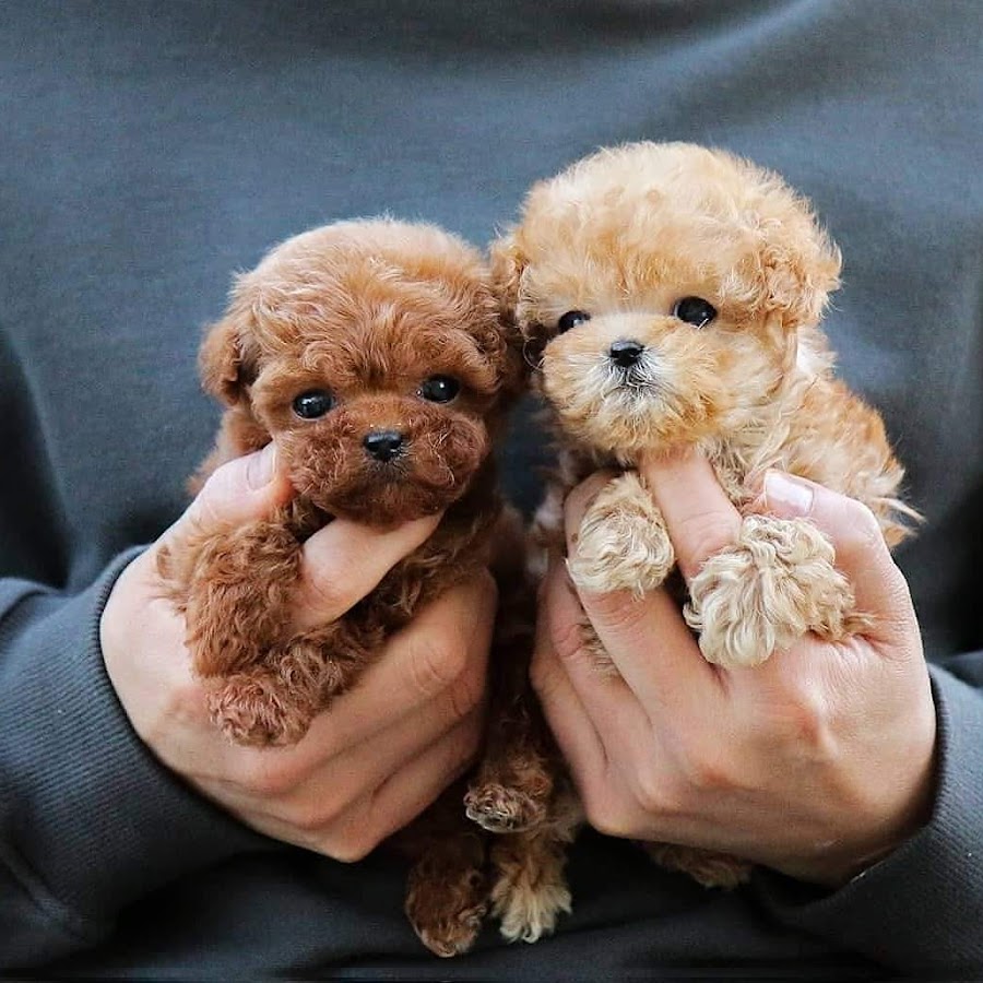 Toy puppies. Teacup пудель. Тикап Тедди пудель. Той пудель Тикап. Teacup пудель Екатеринбург.