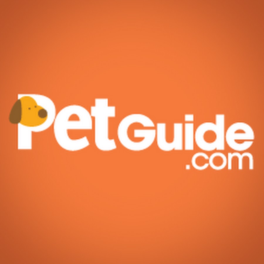 Miniature Australian Shepherd Information and Pictures - PetGuide