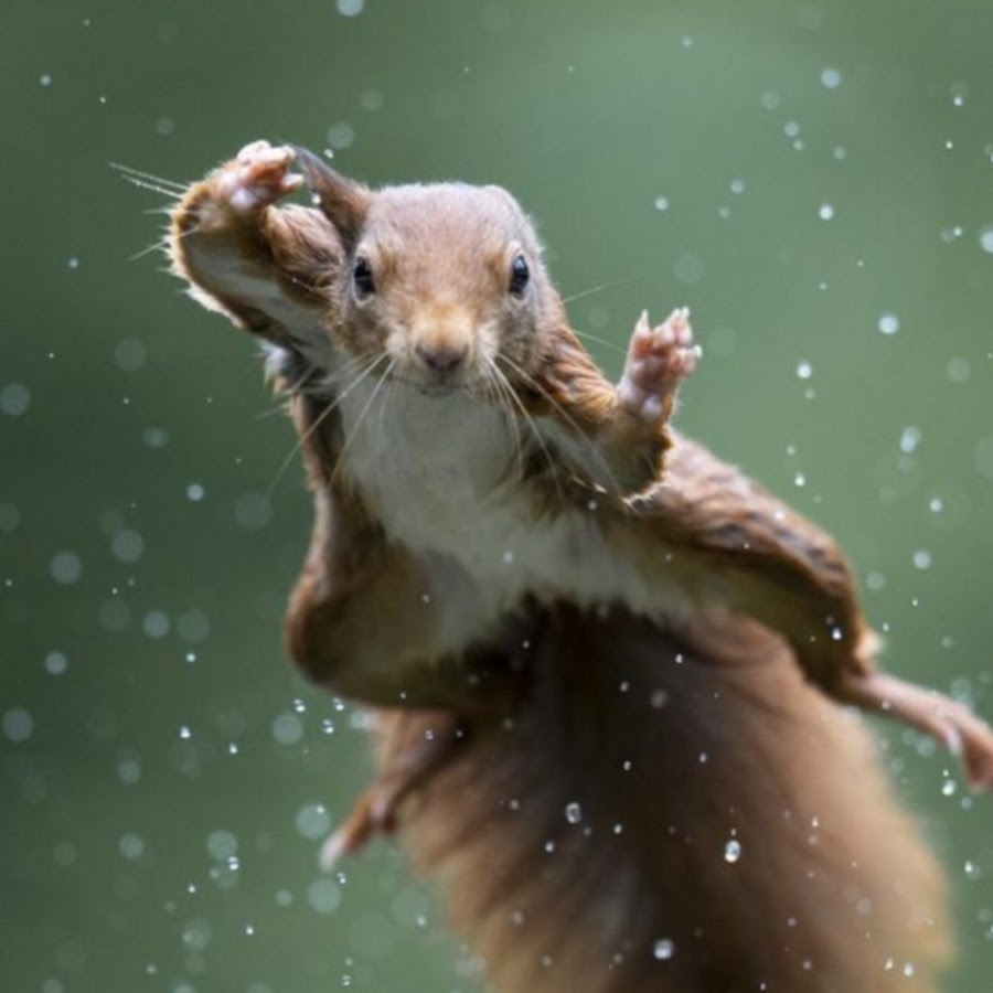 Daisyui. Comedy Wildlife Photography Awards 2023.