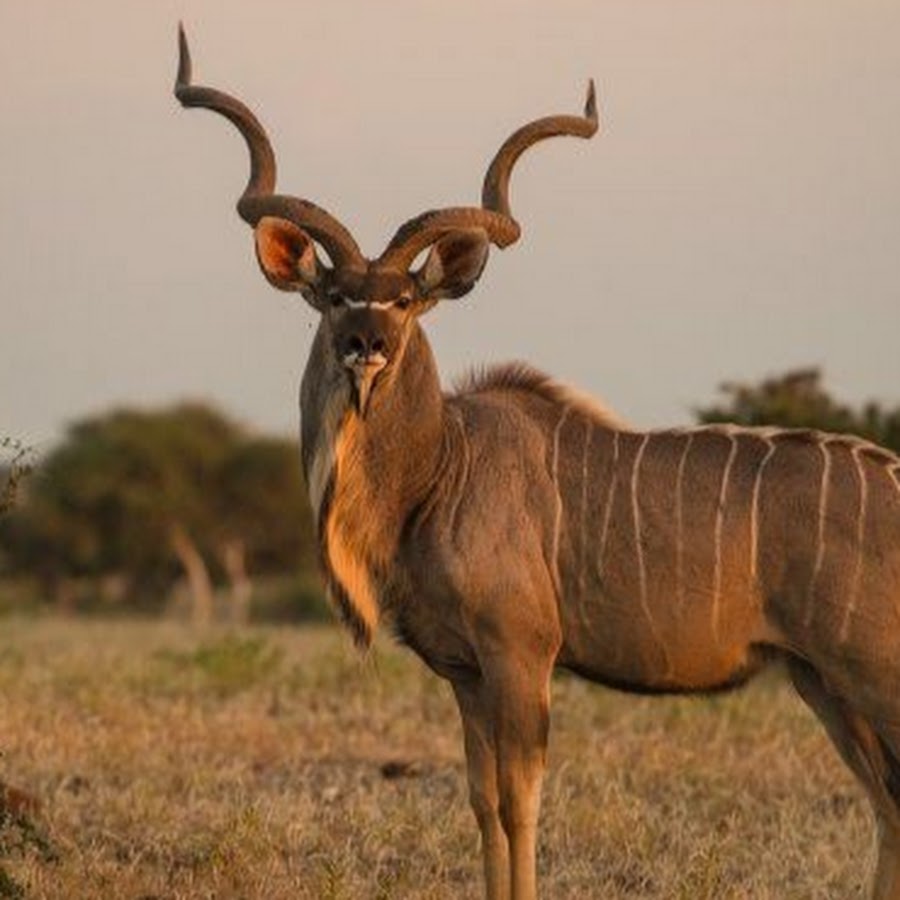 Большой гну. Винторогий Сайгак. Винторогая винторогая антилопа. Антилопа Kudu. Антилопа винторогая Сайгак.