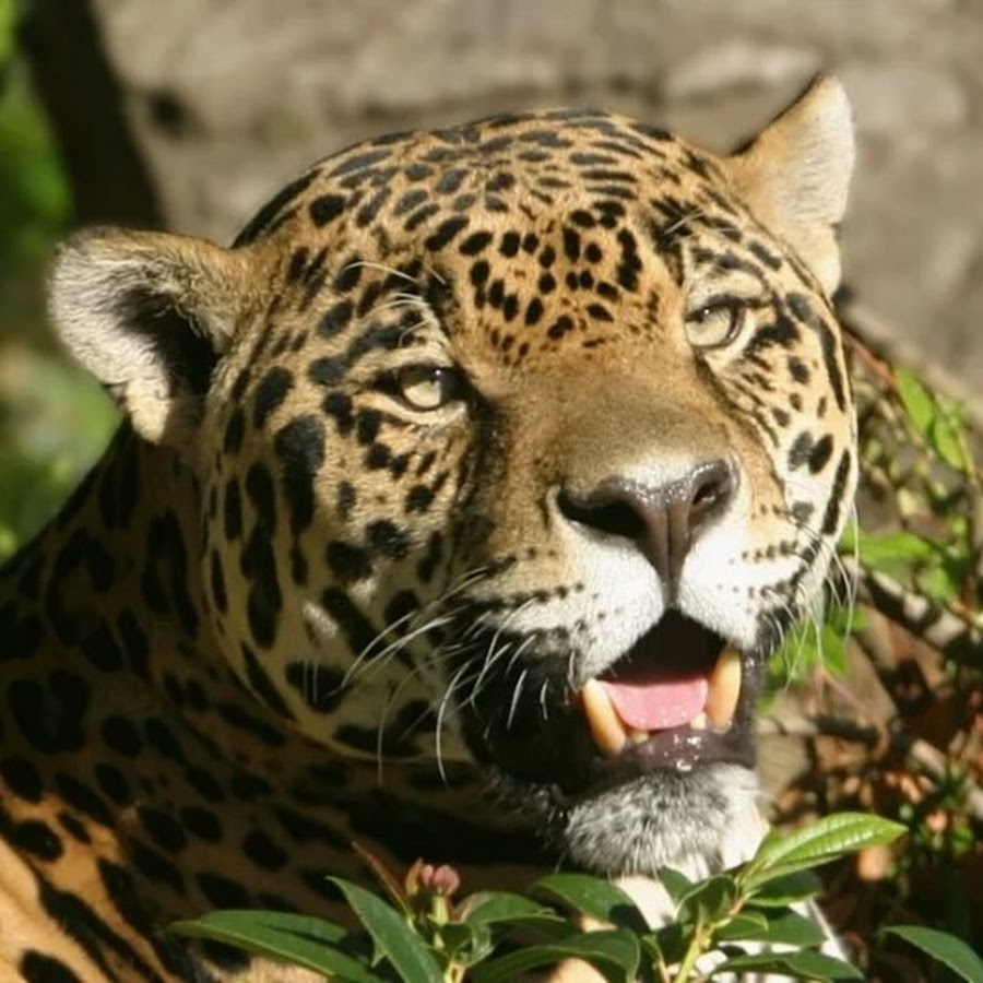 Animal information. Ягуар с Тайгер. Ягуар улыбается. Информация о Ягуаре. Ягуар животное и подпись.