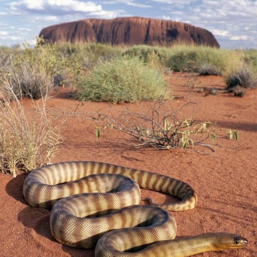 Искушение песчаного змея. Змеи пустыни. Пустынная змея. Змеи Египта. Змея в пустыне.