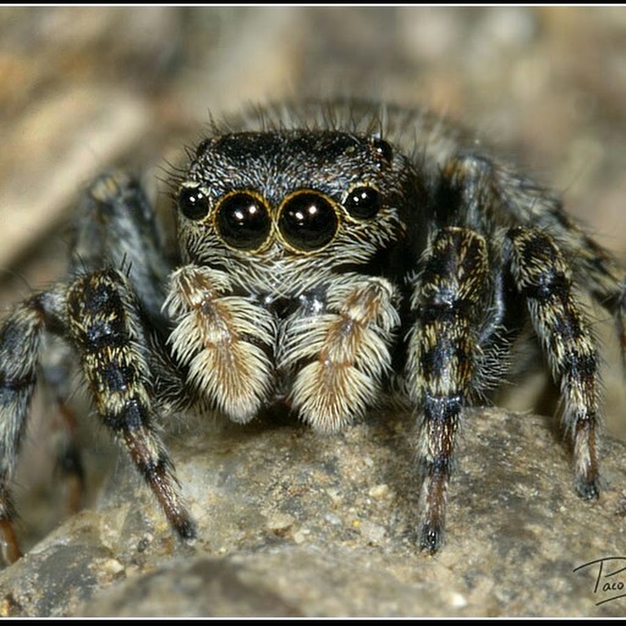 Предки паукообразных. Паук скакунчик глаза. Скакунчик Тарантул. Гималайский паук-скакун. Арахнид скакунчик.