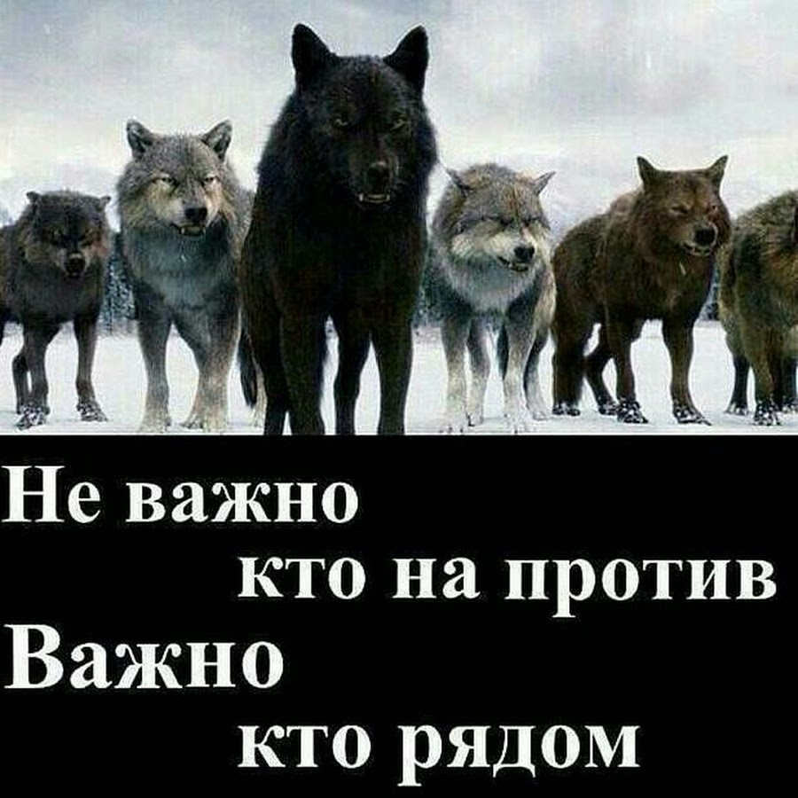 Цитаты волка. Не важно кто против важно кто рядом. Не важно кто напротив важно кто рядом.