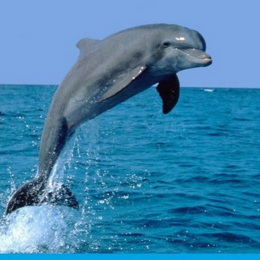 Дельфин ч буду жить. Черноморская Афалина. Дельфин-белобочка класс. Дельфин белобочка орган. Белобочка и Афалина.
