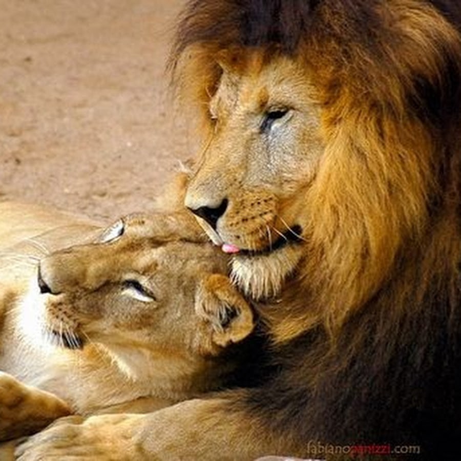 Лева попит. Лев и львица. Львы любовь. Лев и львица отношения. Лев любит львицу.
