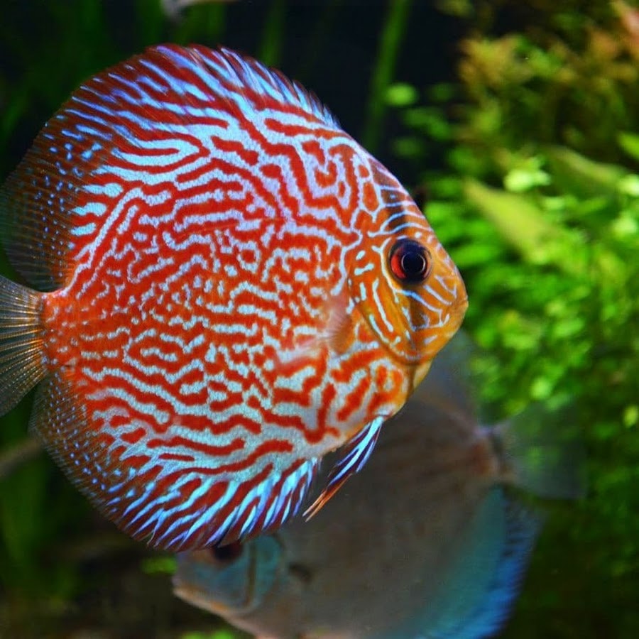 Растения рыб. Цветок рыбка. Discus Fish texture.