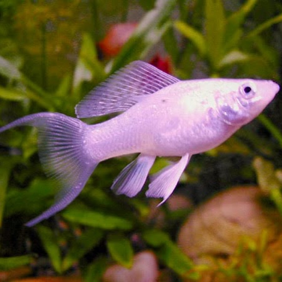 Меланезия рыбка для аквариума фото