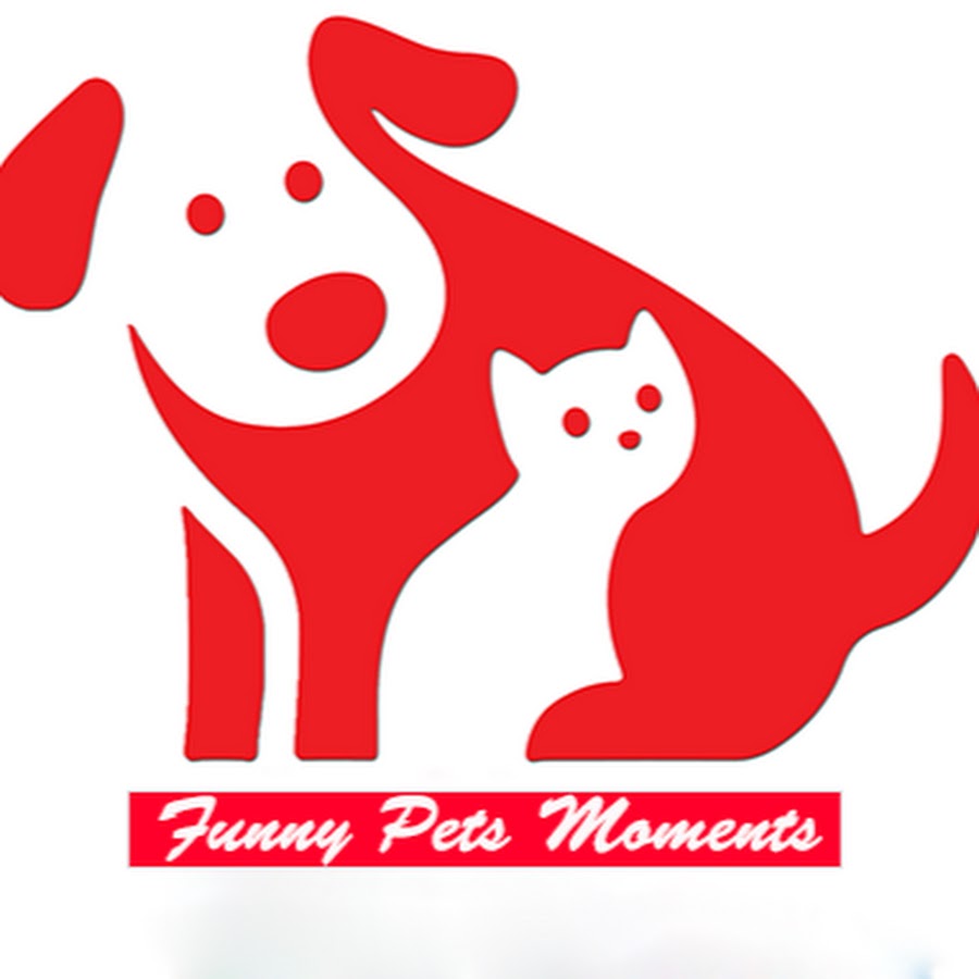 Funny Pets Moments - YouTube