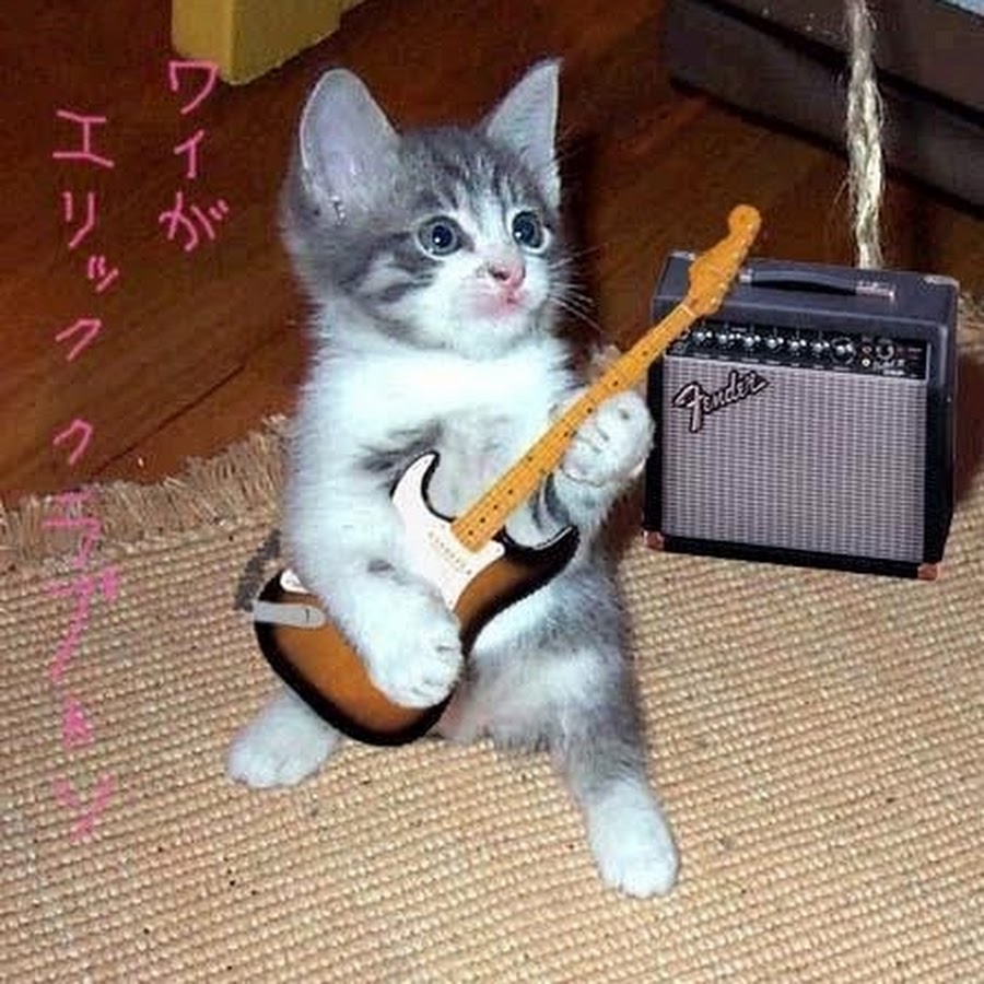 Котенок играет на гитаре
