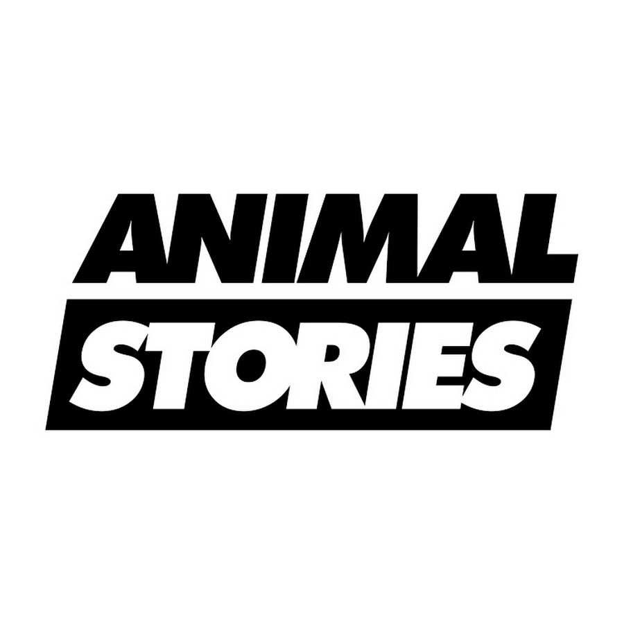 Animal Stories - YouTube